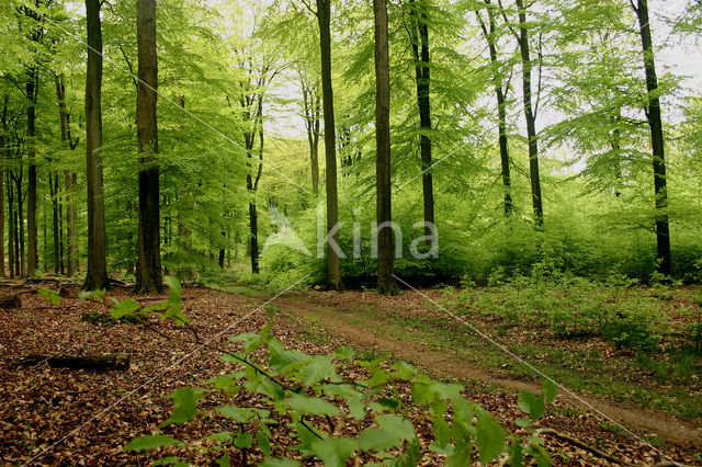 Beech (Fagus spec.)