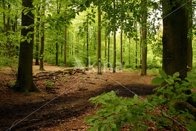 Beuk (Fagus spec.)