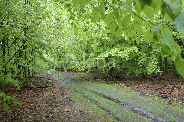 Beuk (Fagus spec.)