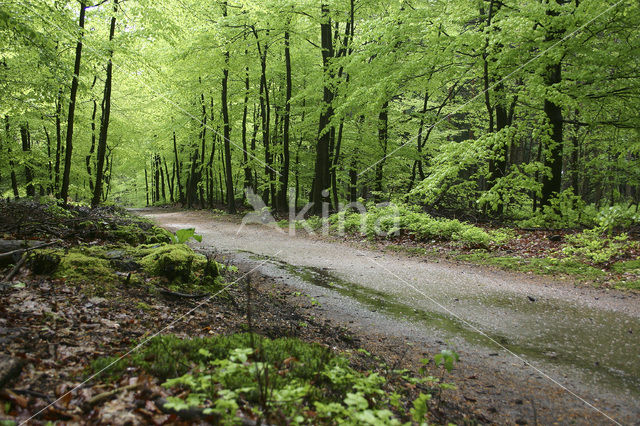 Beuk (Fagus spec.)