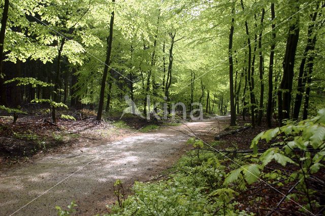 Beuk (Fagus spec.)