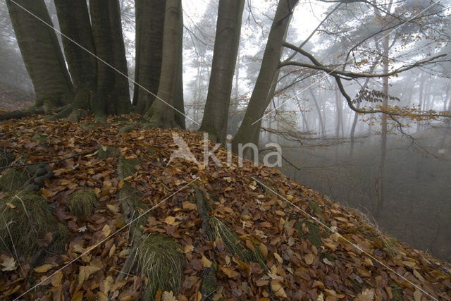 Beech (Fagus sylvatica)