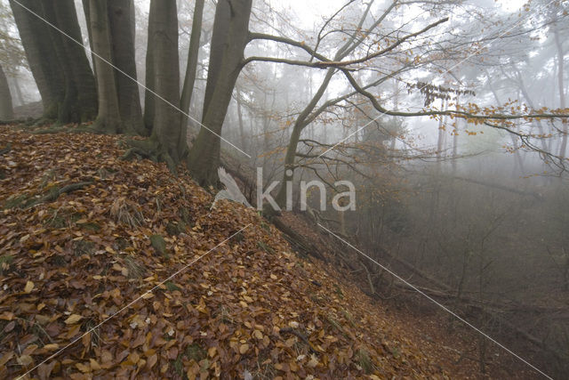 Beech (Fagus sylvatica)