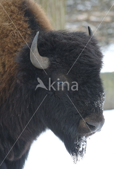 Bizon (Bison bison)