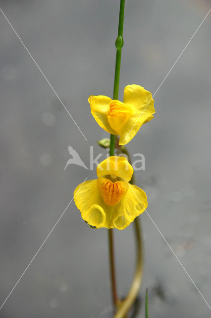 Bladderwort (Utricularia spec.)