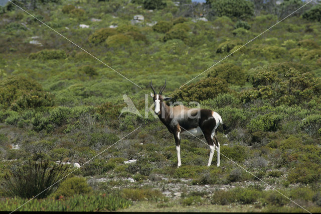 Blesbok (Damaliscus pygargus)