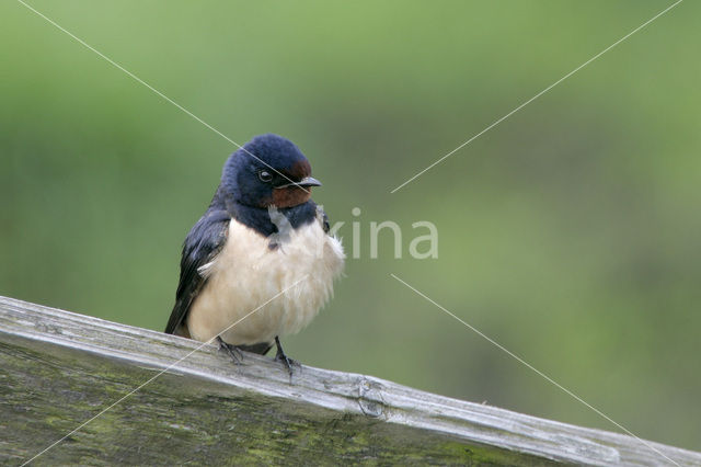 Barn Swallow (Hirundo rustica)