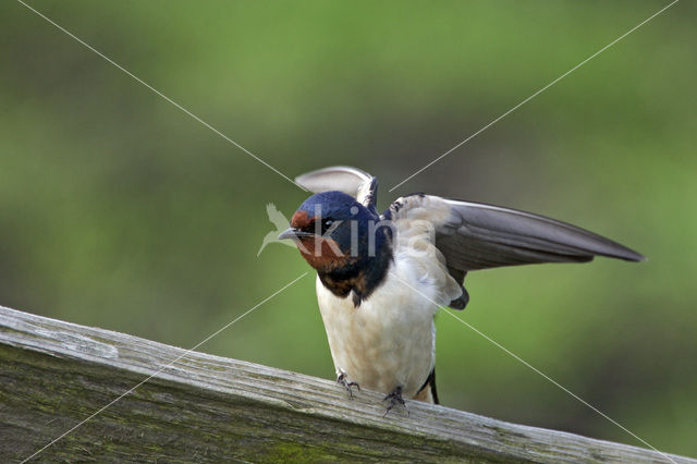 Boerenzwaluw (Hirundo rustica)