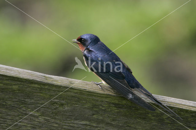 Boerenzwaluw (Hirundo rustica)