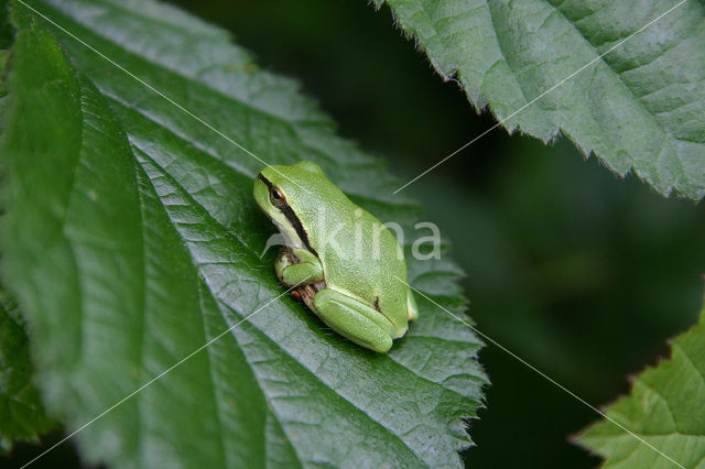 Boomkikker sp. (Hyla sp.)