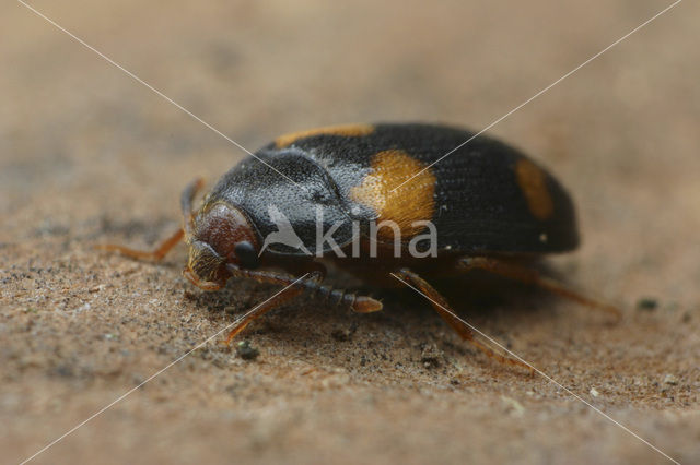 hairy fungus beetle (Mycetophagus quadripustulatus)