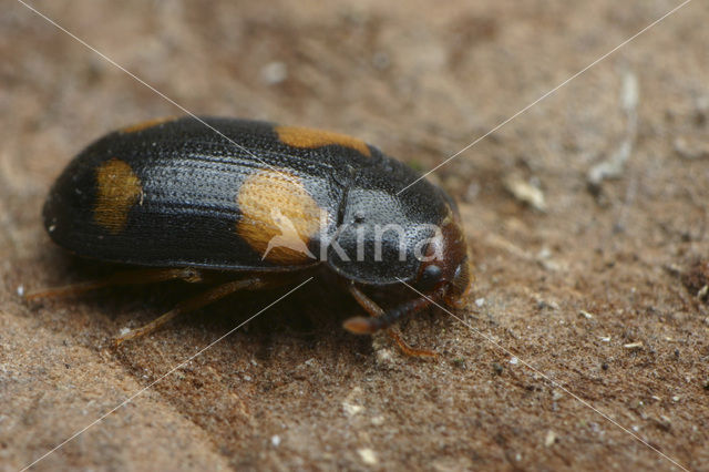 hairy fungus beetle (Mycetophagus quadripustulatus)