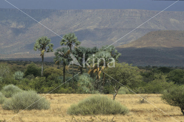 Borassus palm (Borassus aethiopum)