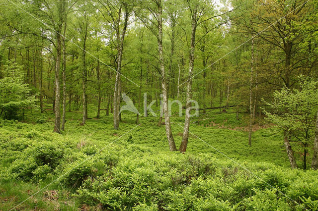 Bosbes (Vaccinium )