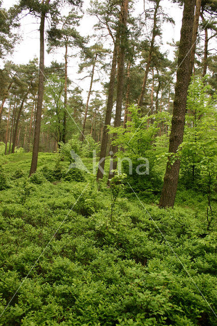 Bosbes (Vaccinium )