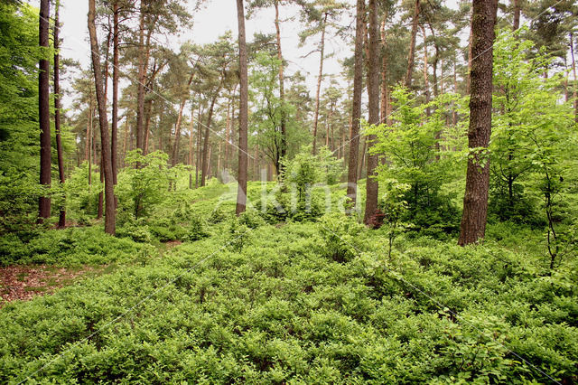 Bosbes (Vaccinium )