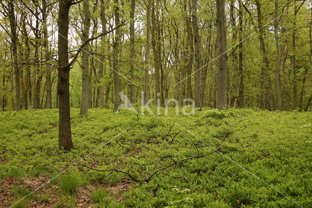 Bosbes (Vaccinium )