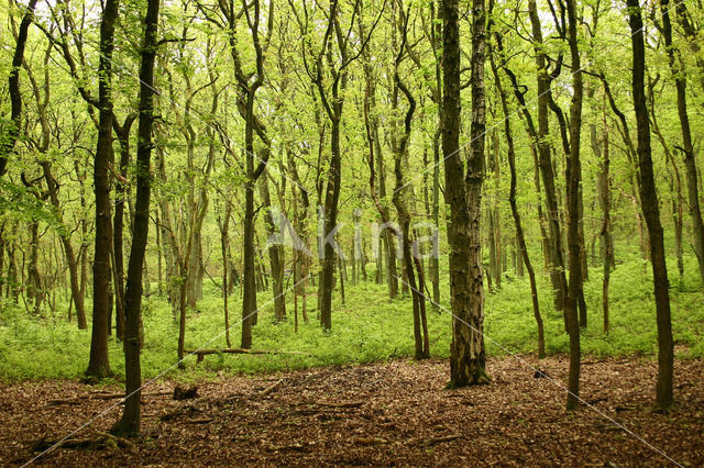 Bosbes (Vaccinium )