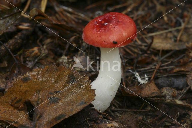 Braakrussula (Russula emetica)