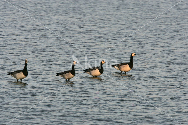 Brandgans (Branta leucopsis)