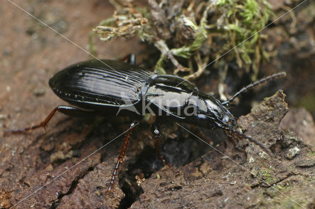 Bronzen Boszwartschild (Pterostichus oblongopunctatus)