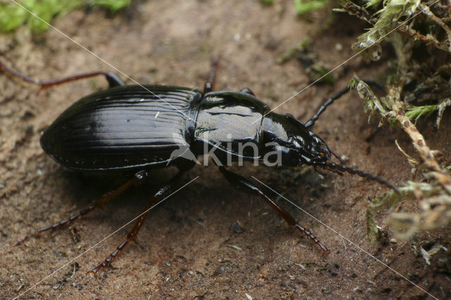 Bronzen Boszwartschild (Pterostichus oblongopunctatus)