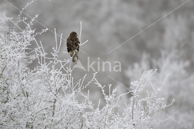 Buizerd (Buteo buteo)