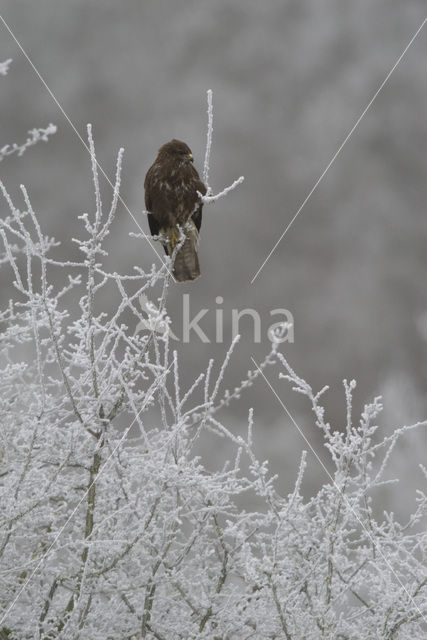 Buizerd (Buteo buteo)