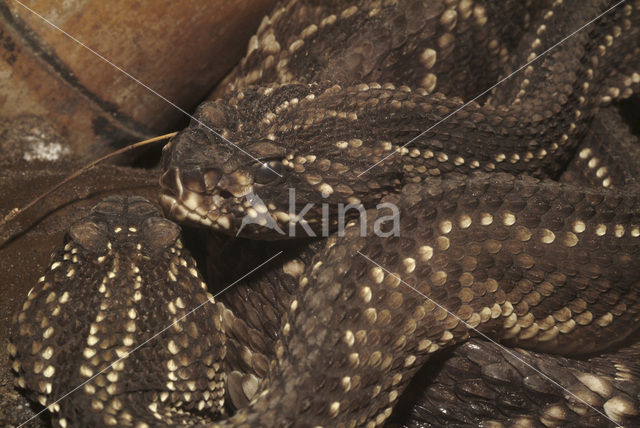 Cascaval (Crotalus durissus terrificus)