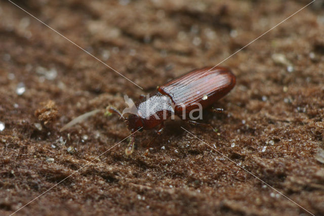 Cerylon ferrugineum