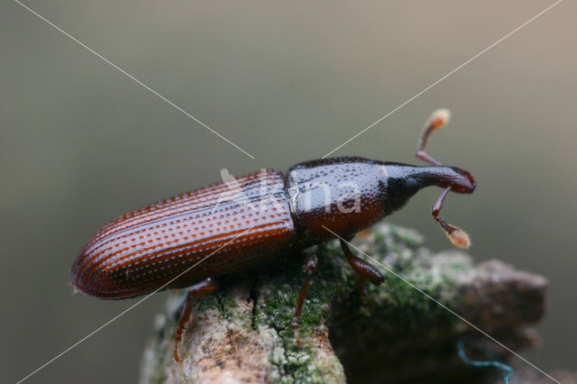 Cossonus linearis