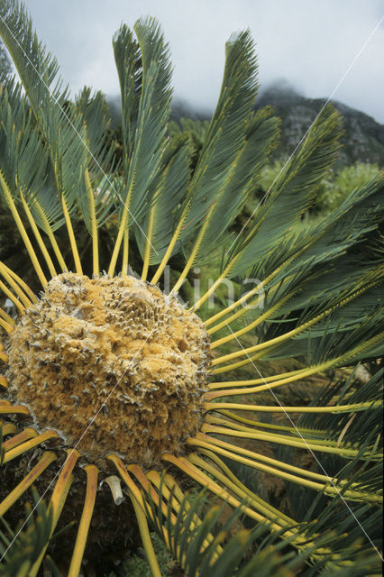 Cycaspalm (Cycas spec.)