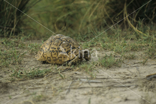 Doosschildpad (Kinixys spekii)