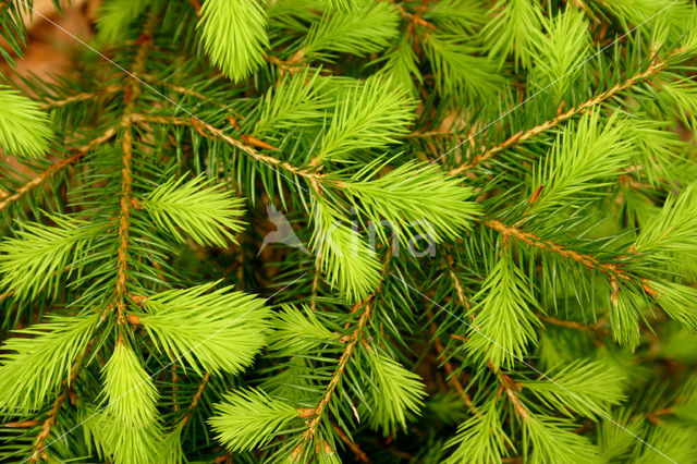 Douglas’ Kuifkwartel (Callipepla douglasii)