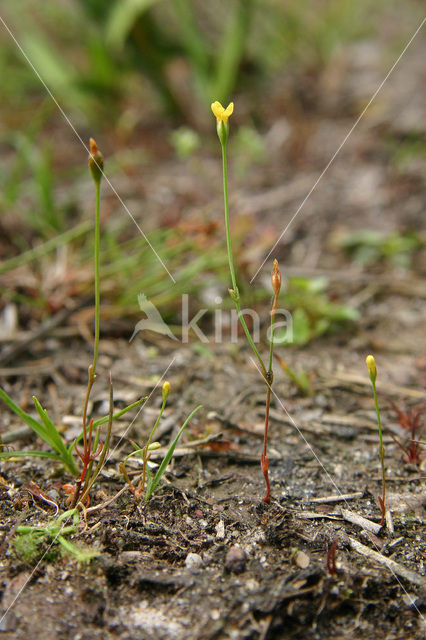 Draadgentiaan (Cicendia filiformis)