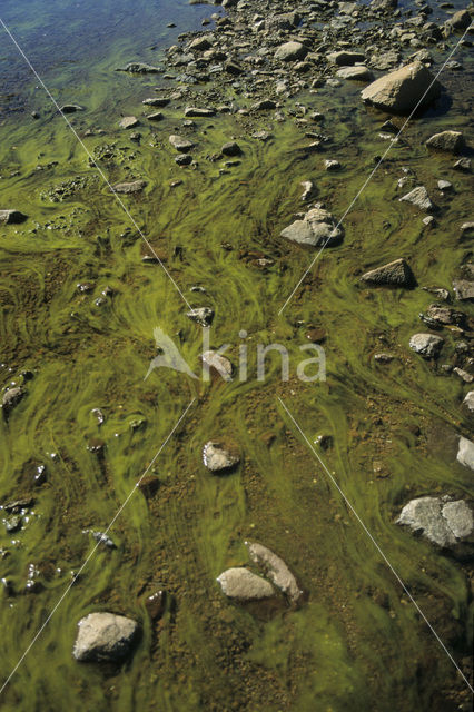 Drakensberg