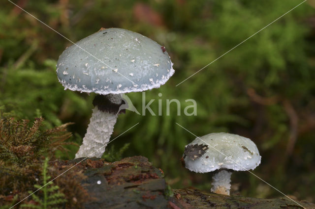 Echte kopergroenzwam (Psilocybe aeruginosa)