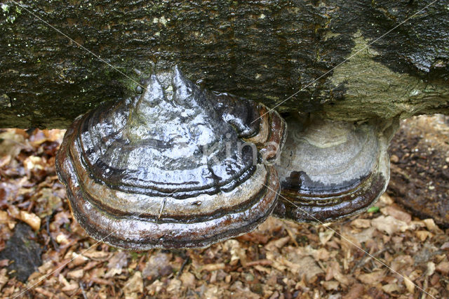 Echte tonderzwam (Fomes fomentarius)