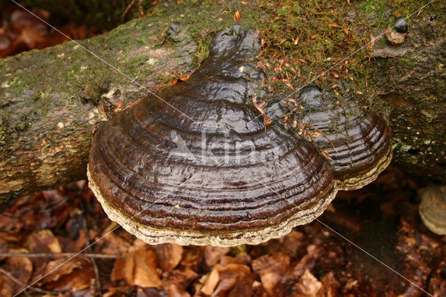 Echte tonderzwam (Fomes fomentarius)