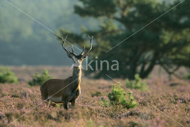 Edelhert (Cervus elaphus)