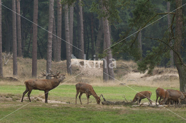 Edelhert (Cervus elaphus)