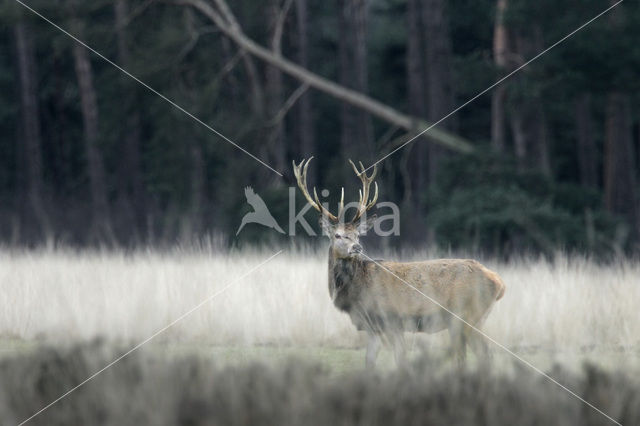 Edelhert (Cervus elaphus)