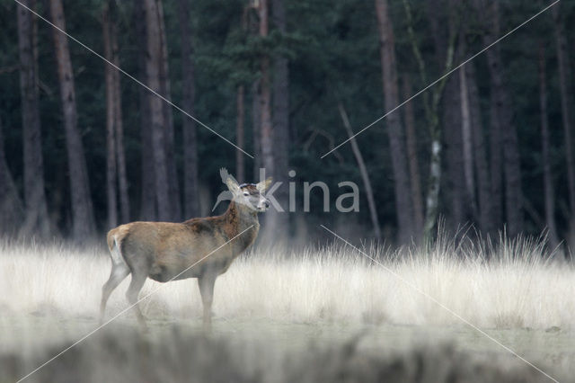 Edelhert (Cervus elaphus)