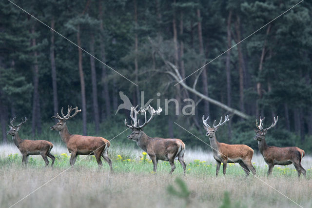 Red Deer (Cervus elaphus)