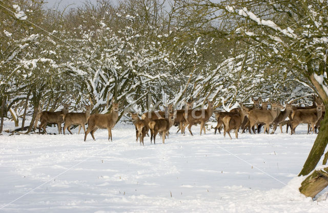 Edelhert (Cervus elaphus)