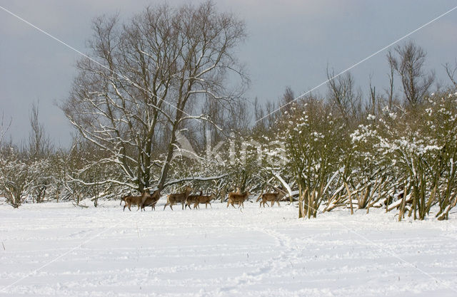 Edelhert (Cervus elaphus)