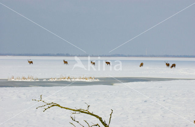 Edelhert (Cervus elaphus)