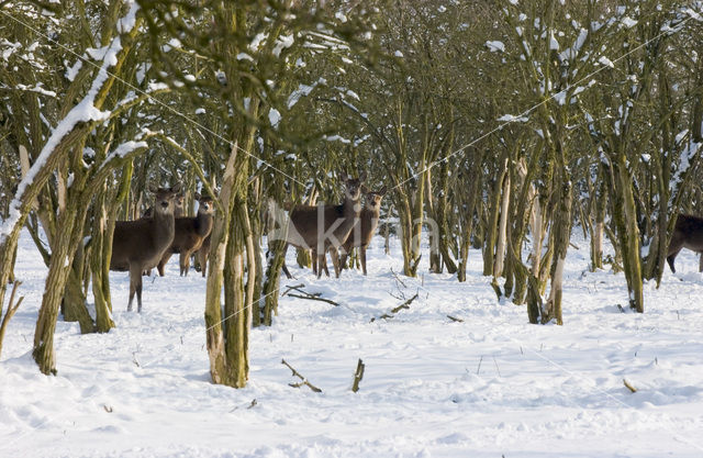 Edelhert (Cervus elaphus)