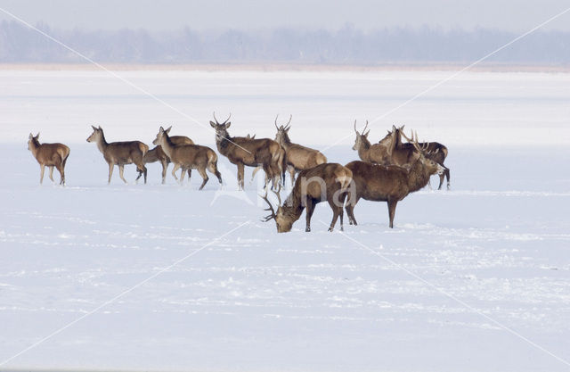 Edelhert (Cervus elaphus)