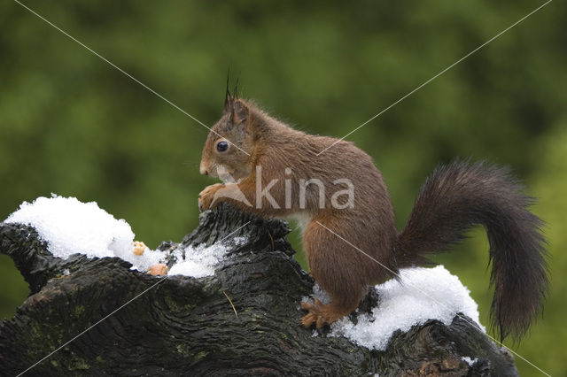 Eekhoorn (Sciurus vulgaris)